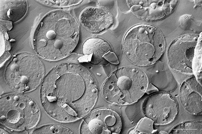 Yeast key to understanding cell division
