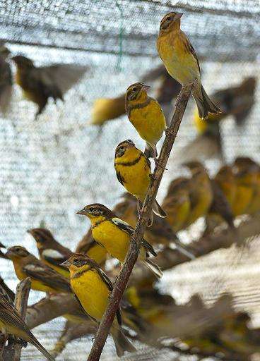 Yellow-breasted buntings have since 2013 been classified by the International Union for the Conservation of Nature as an 'endang