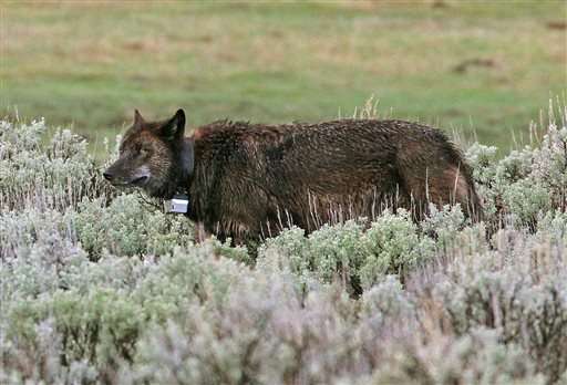 Yellowstone loses radio frequencies used to track wildlife