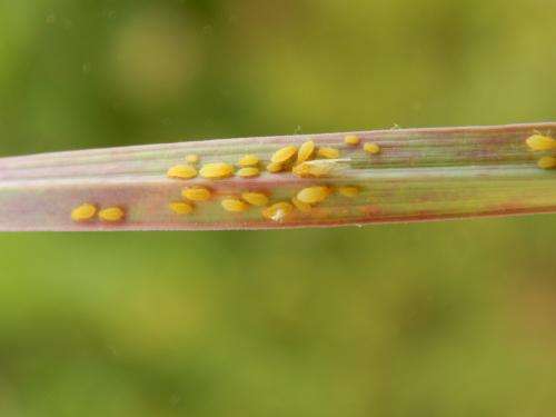 Yellow sugarcane aphid detected in continental Europe