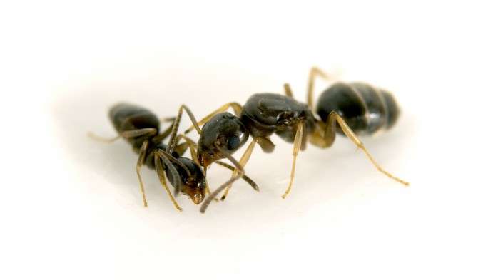 Yes, that ant does smell like blue cheese