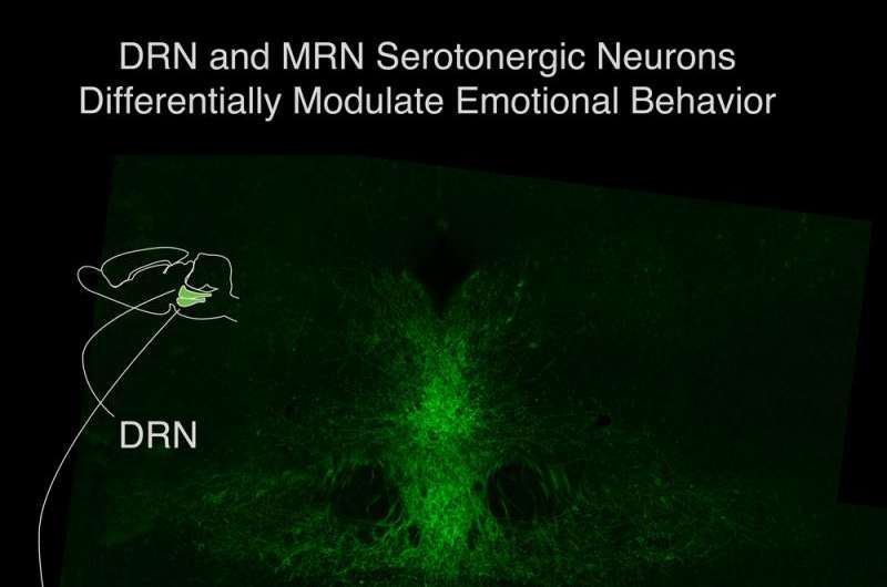 Yin and yang of serotonin neurons in mood regulation