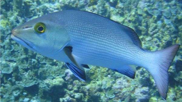 Younger mangrove jacks weather climate change better than parents