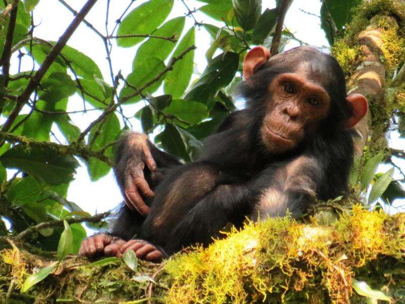 Young male chimpanzees play more with objects, but do not become better tool users