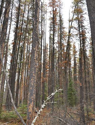 Young pine trees face new peril from mountain pine beetle
