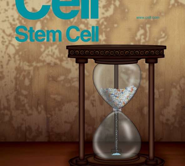 You're as old as your stem cells: Cell Press journal presents research trends in aging