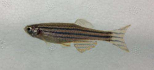 Zebrafish flex their muscles for research aboard the International Space Station