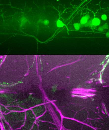 Zebrafish reveal how axons regenerate on a proper path