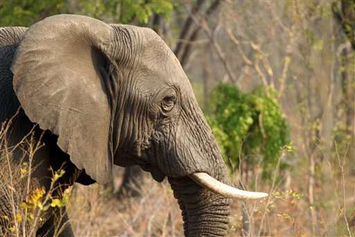 Zimbabwe: 22 more elephants killed in Hwange Park by cyanide