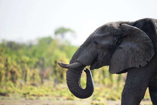 Zimbabwe's government says the country is home to 80,000 elephants but can cope with only 42,000
