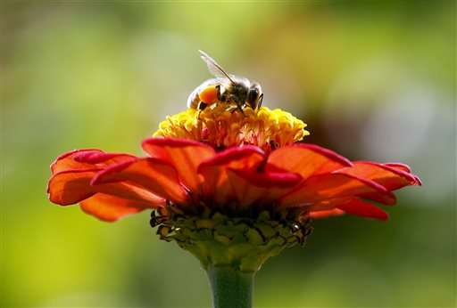 ZomBee Watch helps scientists track honeybee killer