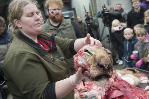 Zoo employees dissect a lion in the Danish city of Odense on October 15, 2015