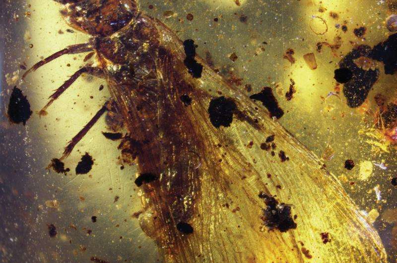 100-mllion-year-old amber preserves oldest animal societies