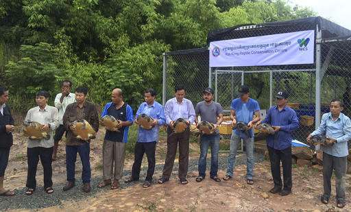 206 of Cambodia's rare royal turtles released at new center