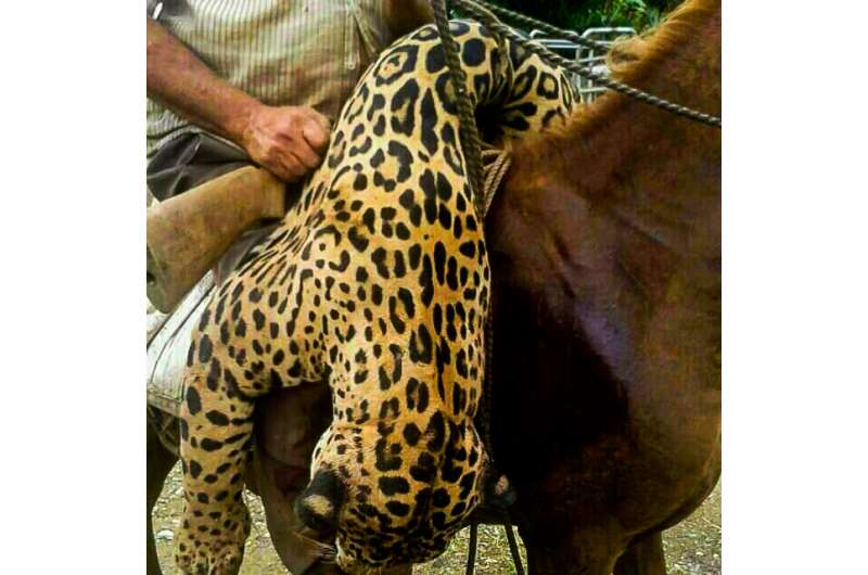 26 jaguars killed in Panama so far this year