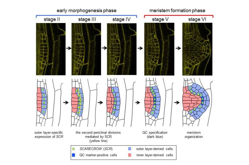 3-D live imaging reveals how plants grow new lateral roots