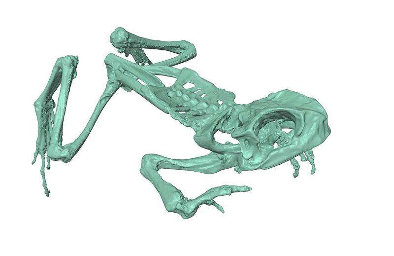 3D printed frog skeletons for classrooms