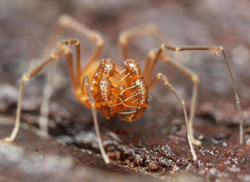 A behemoth in Leviathan's crypt: Second Cryptomaster daddy longlegs species