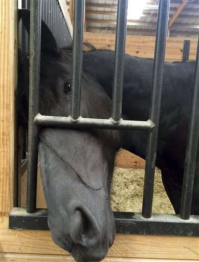 Abused horses now rehabbed to help veterans with PTSD