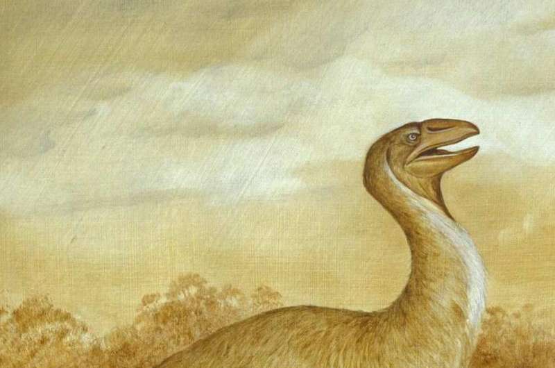 A case of mistaken identity for Australia's extinct big bird