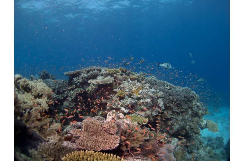 Achieving fish biomass targets: The key to securing a sustainable future for coral reefs