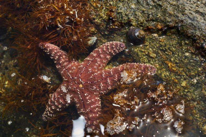 Acidic waters dull snails’ ability to escape from predatory sea stars