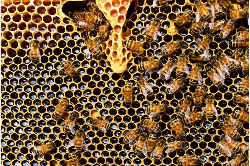 A digital beehive could warn beekeepers when their hives are under attack