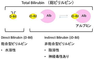 A fluorescent protein from Japanese eel muscles used to detect bilirubin in newborns