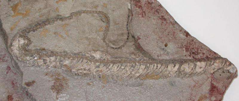 A fossilized snake shows its true colors