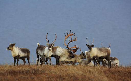 Alaska biologists research mystery of declining caribou herd