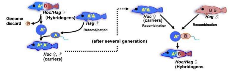 All-female hybrid fish species uses males for better genetics