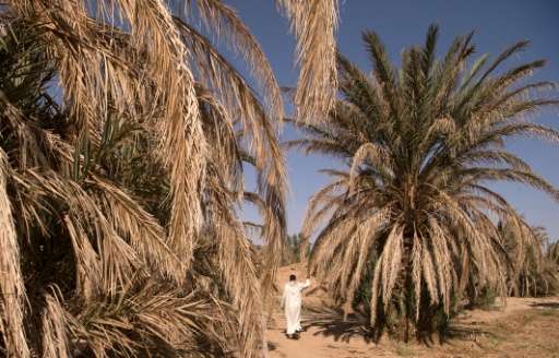 A man walks past dying palm trees in the Tafilalet oasis on October 27, 2016