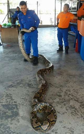 A member of the Malaysia Civil Defence Force handles the 7.5-metre-long python that was caught at a construction site in Penang 
