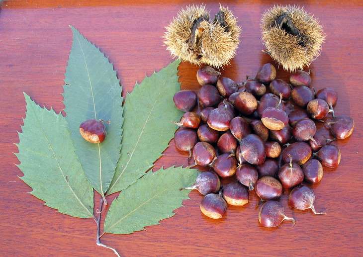 American chestnut restoration effort getting a boost from molecular geneticists
