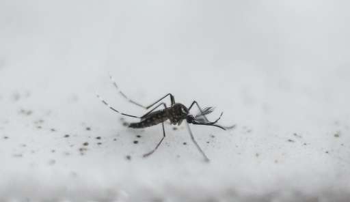 An Aedes aegypti OX513A mosquito, created by Oxitec, seen at the British firm's facility in Piracicaba, north-west of Sao Paulo