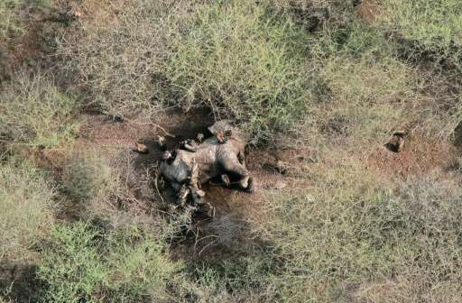 An aerial view of a dead, poached elephant lying in a National Park in South Sudan on July 10, 2015 in a photo provided by the U