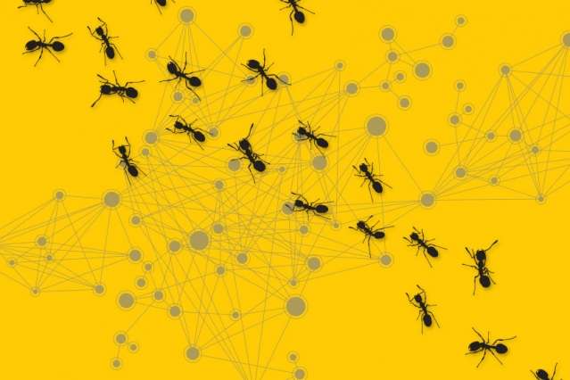 Analysis of ant colony behavior could yield better algorithms for network communication