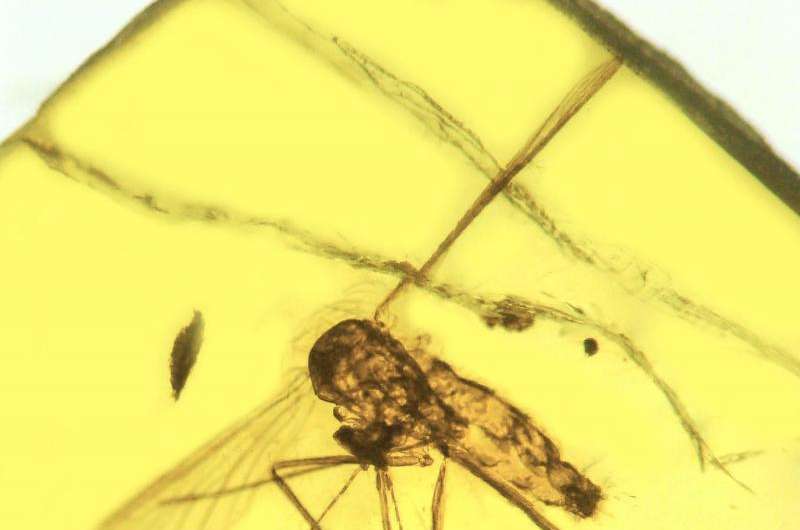 An ancient killer: Ancestral malarial organisms traced to age of dinosaurs