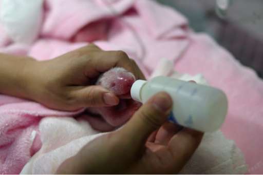 A newborn panda is fed at the Chengdu Research Base of Giant Panda Breeding in the southwestern Chinese province of Sichuan