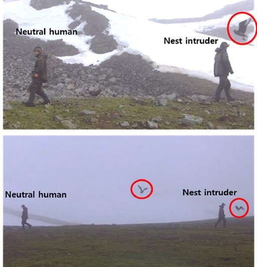 Antarctic birds recognize individual humans