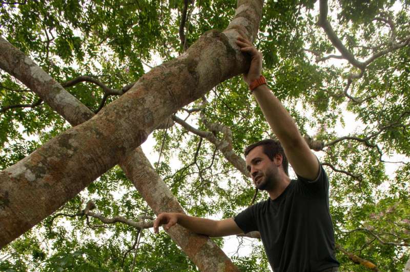 Ant bridges connect shy tropical tree crowns
