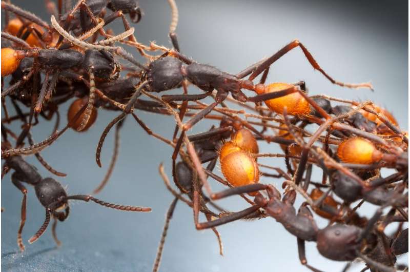 Ant genomics help reshape biological history of the Americas
