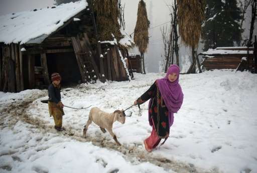 A Pakistani Kashmir girl is seen pulling a sheep in the snow-covered Neelum Valley
