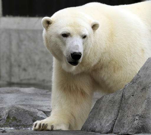 Appeals court upholds designation of polar bear habitat