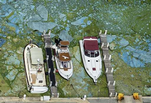 Army Corps to reduce lake flows fueling Florida algae bloom