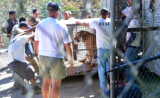 A Siberian tiger named Kimbo is transported in a cage back to her enclosure upon return at the Wildlife Waystation in Sylmar, Ca