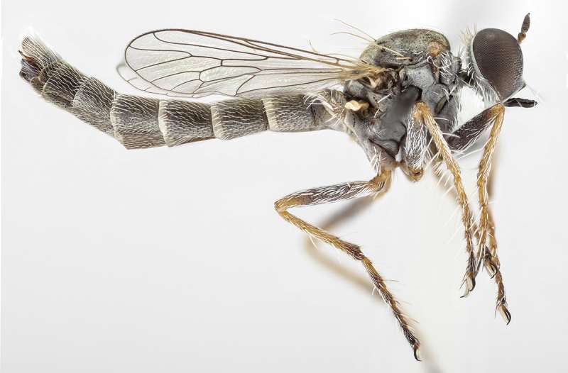 Assassins on the rise: A new species and a new tribe of endemic South African robber flies