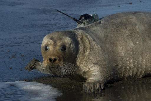 Attorneys argue for listing bearded seals as threatened