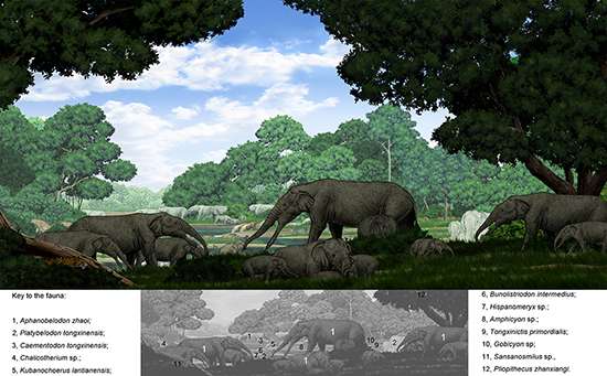 A weird combination of Deinotherium and Platybelodon- Elephantiformes without ivories