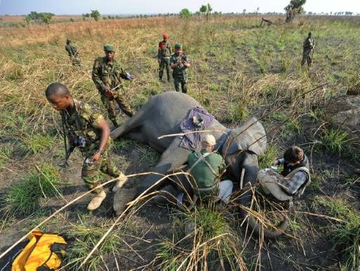 A young female elephant lies sedated as Garamba National Park rangers attach a GPS collar to track her movements